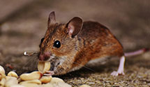24 Hour & Emergency Exterminators in Ca Dept Motor Vehicle, CA